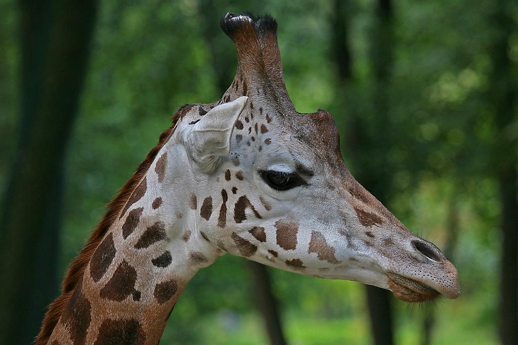 Zoo Schmiding 045.jpg